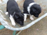 Chiots Border Collie noir et blanc à vendre