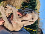 Superbes chiots Braques de Weimar avec pedigree à vendre