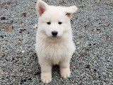 5 chiots Berger Blanc Suisse (LOF) disponibles à la réservation