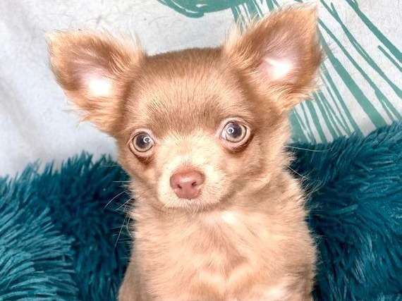 Un chiot mâle Chihuahua  (LOF) au pelage lavande à vendre