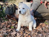 2 chiots Golden Retriever femelles LOF disponibles de suite