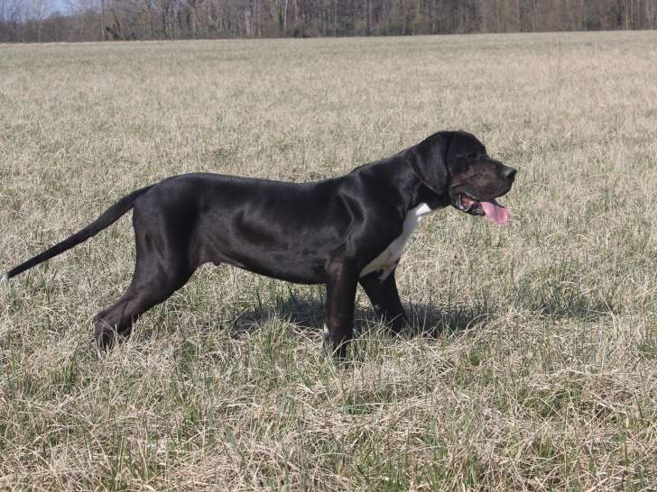 Chiot Dogue Allemand noir mâle LOF disponible