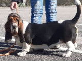Une chienne Basset Hound LOF tricolore de 2 ans à vendre