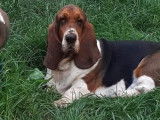 Une chienne Basset Hound LOF tricolore de 2 ans à vendre