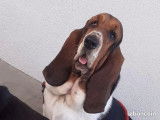 Une chienne Basset Hound LOF tricolore de 2 ans à vendre