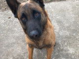 De race Berger Belge Malinois disponible pour saillie