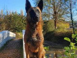 De race Berger Belge Malinois disponible pour saillie
