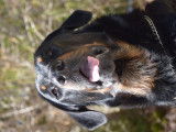 Recherche belle femelle Beauceron pour saillie