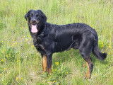 Recherche belle femelle Beauceron pour saillie
