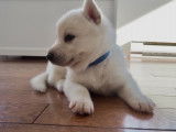 Chiots Sibérien husky pure white