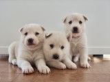 Chiots Sibérien husky pure white