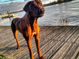 De race Rhodesian Ridgeback disponible pour saillie