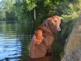 De race Rhodesian Ridgeback disponible pour saillie