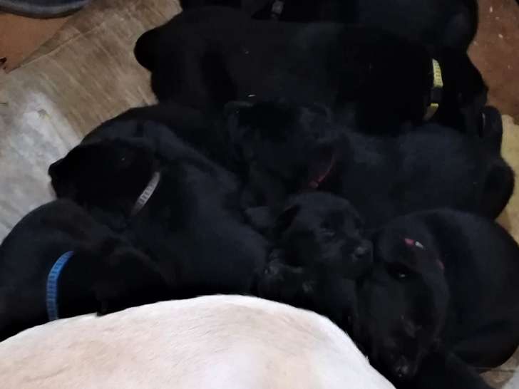 Chiots Labrador Retrievers à vendre (4 Femelles & 4 Mâles)