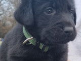 Chiots Labrador Retrievers à vendre (4 Femelles & 4 Mâles)