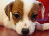 En vente, 6 chiots Jack Russell de novembre 2021 (non LOF)