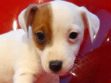 En vente, 6 chiots Jack Russell de novembre 2021 (non LOF)