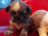 6 chiots Shih tzu de décembre 2021 (non LOF) à réserver