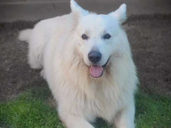 1 chien Berger Blanc Suisse mâle disponible pour saillie (LOF)