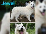 1 chien Berger Blanc Suisse mâle disponible pour saillie (LOF)