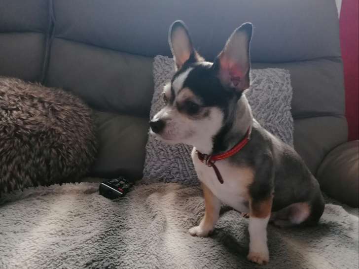 Mâle Chihuahua disponible pour saillie