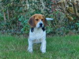 Chiots d'apparence Beagle à vendre