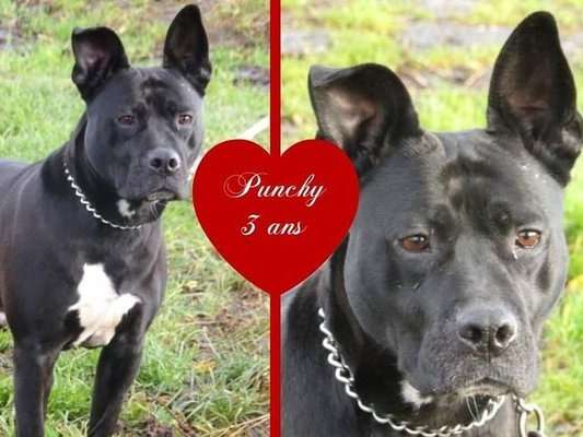 Punchy, adorable chien type American Staffordshire Terrier mâle non LOSH né en février 2018, désire famille aimante