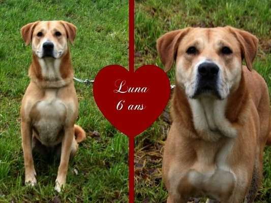Attendrissante chienne type Labrador femelle non LOSH, fauve et blanche, née en 2015, cherche une famille disponible