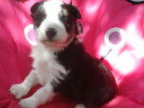 Chiots de type Border Collie &agrave; vendre (1 femelle & 1 m&acirc;le)