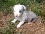 Chiots de type Border Collie &agrave; vendre (1 femelle & 1 m&acirc;le)