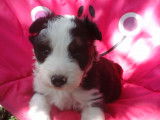 Chiots de type Border Collie &agrave; vendre (1 femelle & 1 m&acirc;le)