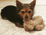 Yorkshire Terrier croisé Chihuahua disponible pour saillie