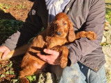 Chiots Setter Irlandais à vendre
