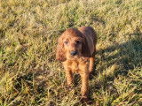 Chiots Setter Irlandais à vendre