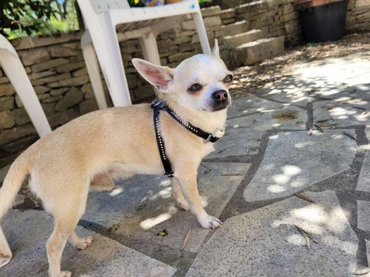 Chihuahua sable et blanc pour saillie