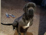 De race Cane Corso disponible pour saillie
