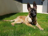 Chien Berger Belge Malinois Mâle à donner