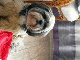 Shih Tzu disponible pour saillie
