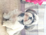 Shih Tzu disponible pour saillie