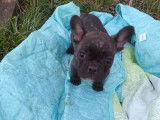 Vente de 2 chiots mâles Bouledogues Français noirs et blancs LOF