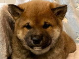 Réservation pour 2 chiots Shiba Inu mâles fauves (non LOF)