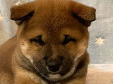 Réservation pour 2 chiots Shiba Inu mâles fauves (non LOF)