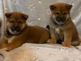 Réservation pour 2 chiots Shiba Inu mâles fauves (non LOF)