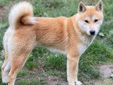 Réservation pour 2 chiots Shiba Inu mâles fauves (non LOF)