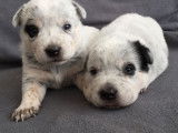 À réserver 4 chiots Bouviers Australiens LOF Cattle Dog