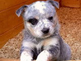 À réserver 4 chiots Bouviers Australiens LOF Cattle Dog