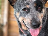 À réserver 4 chiots Bouviers Australiens LOF Cattle Dog