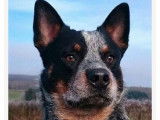 À réserver 4 chiots Bouviers Australiens LOF Cattle Dog