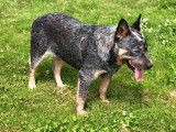 À réserver 4 chiots Bouviers Australiens LOF Cattle Dog