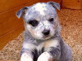 3 chiots Bouviers Australiens mâles bleus à réserver (LOF Cattle Dog)